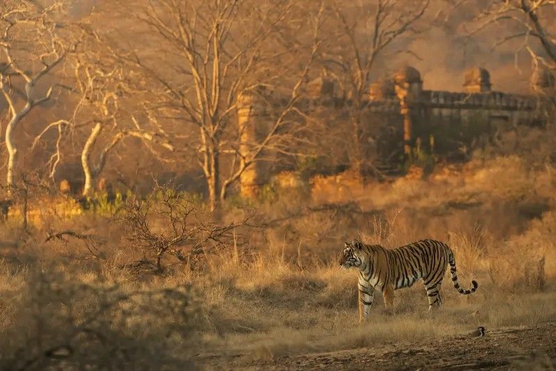 Ranthambore