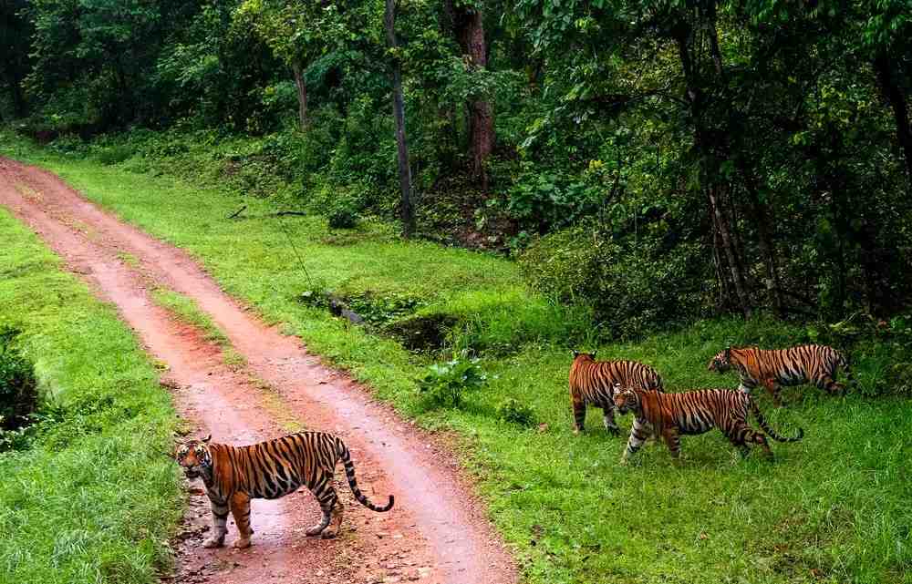 kanha-poi